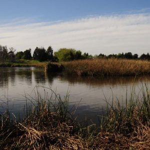 Cámara de Diputados amplía protección de humedales en el norte del país