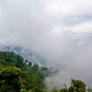 El rol de los bosques en atraer la lluvia